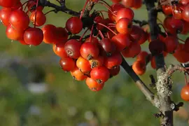 Malus 'Pomzai' (Sierappel) fruitplant 100cm - afbeelding 7