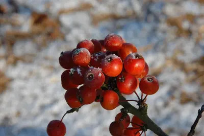 Malus 'Pomzai' (Sierappel) fruitplant 100cm - afbeelding 8