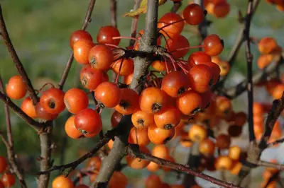 Malus 'Pomzai' (Sierappel) fruitplant 100cm - afbeelding 9