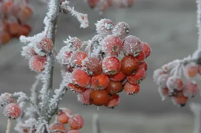 Malus 'Pomzai' (Sierappel) fruitplant 100cm - afbeelding 11