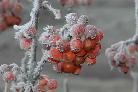 Malus 'Pomzai' (Sierappel) fruitplant 100cm - afbeelding 11