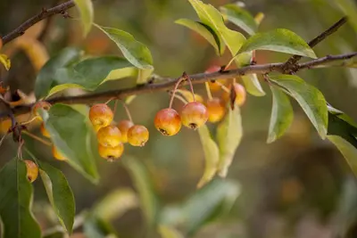 Malus 'Pomzai' (Sierappel) fruitplant 100cm - afbeelding 2