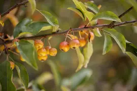 Malus 'Pomzai' (Sierappel) fruitplant 100cm - afbeelding 2