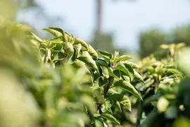 Malus 'Pomzai' (Sierappel) fruitplant 100cm - afbeelding 10
