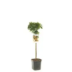 Malus 'Pomzai' (Sierappel) fruitplant 100cm - afbeelding 1