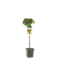 Malus 'Pomzai' (Sierappel) fruitplant 100cm - afbeelding 1