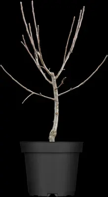 Malus (Sierappel) - afbeelding 2