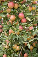 Malus (Sierappel) - afbeelding 14