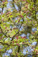Malus (Sierappel) - afbeelding 24