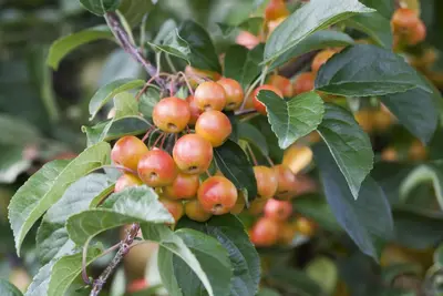 Malus (Sierappel) - afbeelding 7