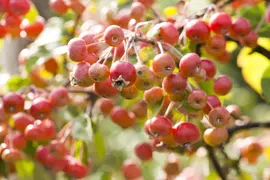 Malus (Sierappel) - afbeelding 10