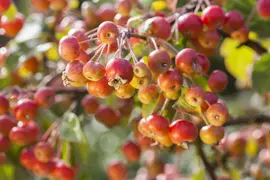 Malus (Sierappel) - afbeelding 13
