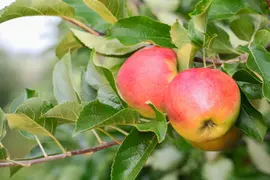 Malus (Sierappel) - afbeelding 18