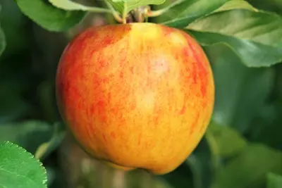 Malus (Sierappel) - afbeelding 20