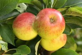 Malus (Sierappel) - afbeelding 21