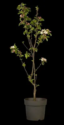 Malus x moerlandsii 'Red Sentinel' (Appel 'Red Sentinel') - afbeelding 42