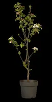 Malus x moerlandsii 'Red Sentinel' (Appel 'Red Sentinel') - afbeelding 42