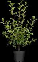 Malus x moerlandsii 'Red Sentinel' (Appel 'Red Sentinel') - afbeelding 1