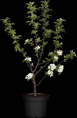 Malus x moerlandsii 'Red Sentinel' (Appel 'Red Sentinel') - afbeelding 6