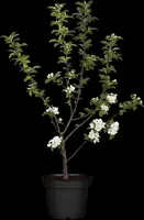 Malus x moerlandsii 'Red Sentinel' (Appel 'Red Sentinel') - afbeelding 6
