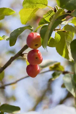 Malus x moerlandsii 'Red Sentinel' (Appel 'Red Sentinel') - afbeelding 4