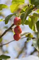 Malus x moerlandsii 'Red Sentinel' (Appel 'Red Sentinel') - afbeelding 4