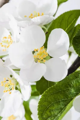 Malus x moerlandsii 'Red Sentinel' (Appel 'Red Sentinel') - afbeelding 5