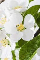 Malus x moerlandsii 'Red Sentinel' (Appel 'Red Sentinel') - afbeelding 5