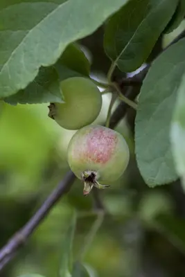 Malus x moerlandsii 'Red Sentinel' (Appel 'Red Sentinel') - afbeelding 7