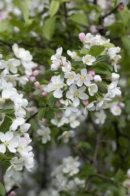 Malus x moerlandsii 'Red Sentinel' (Appel 'Red Sentinel') - afbeelding 10