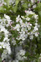 Malus x moerlandsii 'Red Sentinel' (Appel 'Red Sentinel') - afbeelding 10