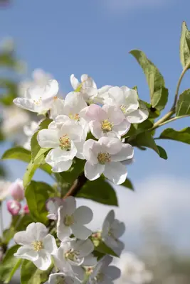 Malus x moerlandsii 'Red Sentinel' (Appel 'Red Sentinel') - afbeelding 11