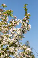 Malus x moerlandsii 'Red Sentinel' (Appel 'Red Sentinel') - afbeelding 25
