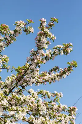 Malus x moerlandsii 'Red Sentinel' (Appel 'Red Sentinel') - afbeelding 27