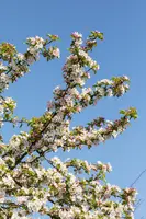 Malus x moerlandsii 'Red Sentinel' (Appel 'Red Sentinel') - afbeelding 27