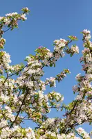 Malus x moerlandsii 'Red Sentinel' (Appel 'Red Sentinel') - afbeelding 29