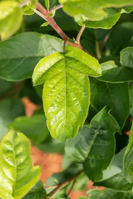 Malus x moerlandsii 'Red Sentinel' (Appel 'Red Sentinel') - afbeelding 33