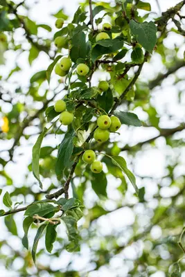 Malus x moerlandsii 'Red Sentinel' (Appel 'Red Sentinel') - afbeelding 35