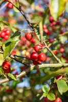 Malus x moerlandsii 'Red Sentinel' (Appel 'Red Sentinel') - afbeelding 39