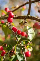 Malus x moerlandsii 'Red Sentinel' (Appel 'Red Sentinel') - afbeelding 40