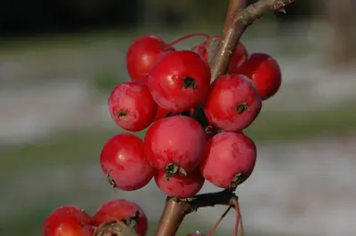 Malus x moerlandsii 'Red Sentinel' (Appel 'Red Sentinel') - afbeelding 14