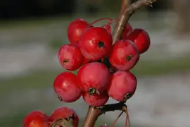 Malus x moerlandsii 'Red Sentinel' (Appel 'Red Sentinel') - afbeelding 14