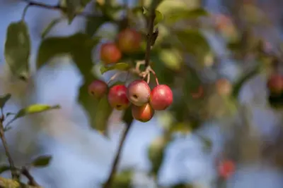 Malus x moerlandsii 'Red Sentinel' (Appel 'Red Sentinel') - afbeelding 2