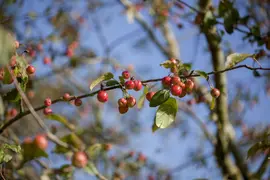 Malus x moerlandsii 'Red Sentinel' (Appel 'Red Sentinel') - afbeelding 3