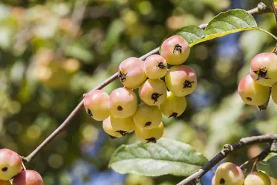 Malus x moerlandsii 'Red Sentinel' (Appel 'Red Sentinel') - afbeelding 8