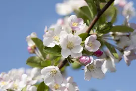 Malus x moerlandsii 'Red Sentinel' (Appel 'Red Sentinel') - afbeelding 9