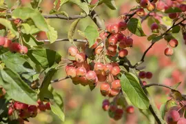 Malus x moerlandsii 'Red Sentinel' (Appel 'Red Sentinel') - afbeelding 12
