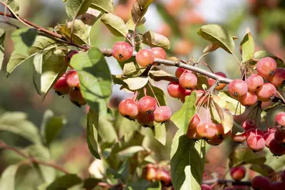 Malus x moerlandsii 'Red Sentinel' (Appel 'Red Sentinel') - afbeelding 13