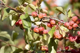 Malus x moerlandsii 'Red Sentinel' (Appel 'Red Sentinel') - afbeelding 13