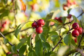 Malus x moerlandsii 'Red Sentinel' (Appel 'Red Sentinel') - afbeelding 15